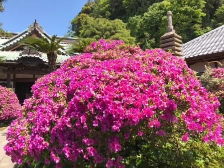 Anyoin temple in Kamakura