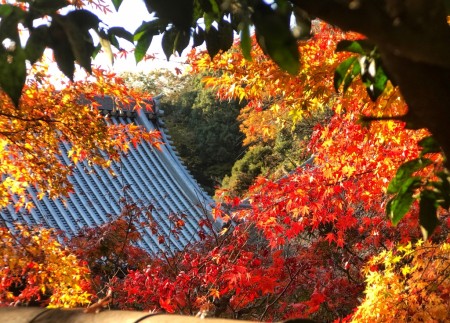 Autumn leaves of Butsunichi-an in Engakuji temple in Kamakura
