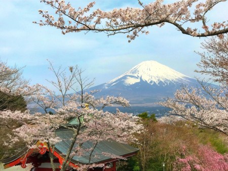 Mount Fuji and cherry blossoms at Heiwa Koen Park