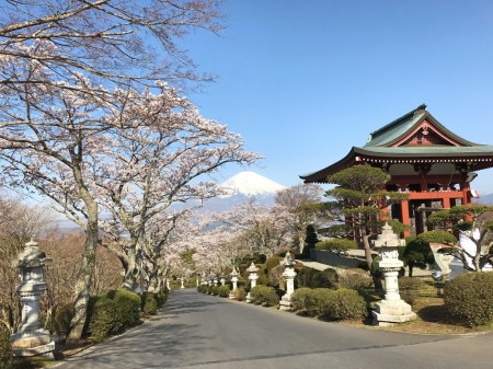 Mount Fuji and cherry blossoms at Heiwa Koen Park