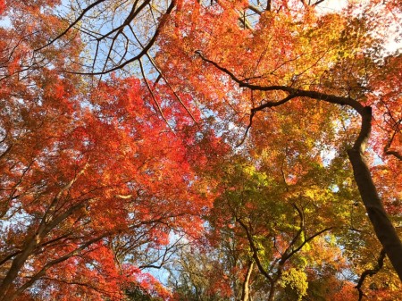 Autumn leaves at Tenen Hiking Course in Kamakura