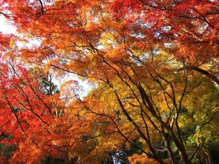 Autumn leaves at Tenen Hiking Course in Kamakura
