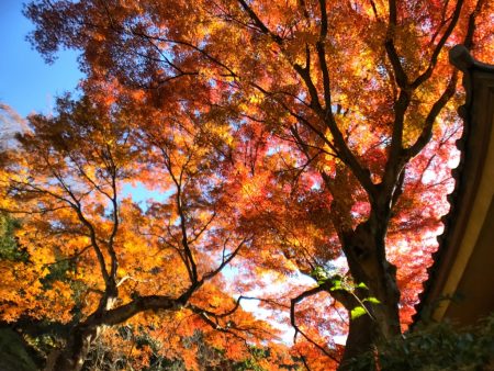 Main hall and autumn leaves in Zuisenji temple