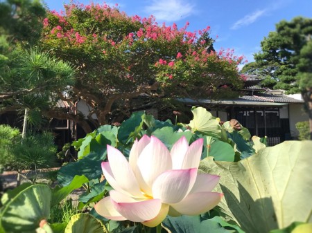 crape myrtle and lotus flower at Honagakuji temple in Kamakura