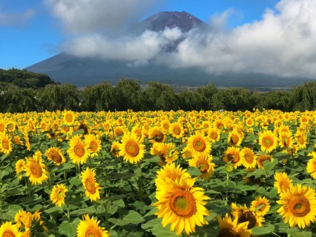 Mt.Fuji and sunflowers near the 2nd gate of Hanano Miyako Koen park