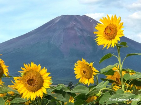 Mt.Fuji and sunflowers at Hanano Miyako Koen park