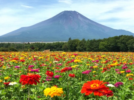 Mt.Fuji and zinnia at Hanano Miyako Koen park