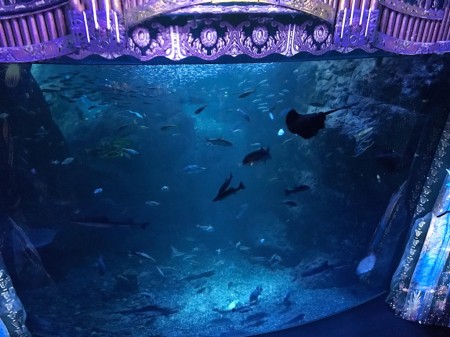 Night Wonder Aquarium in Shin Enoshima Aquarium