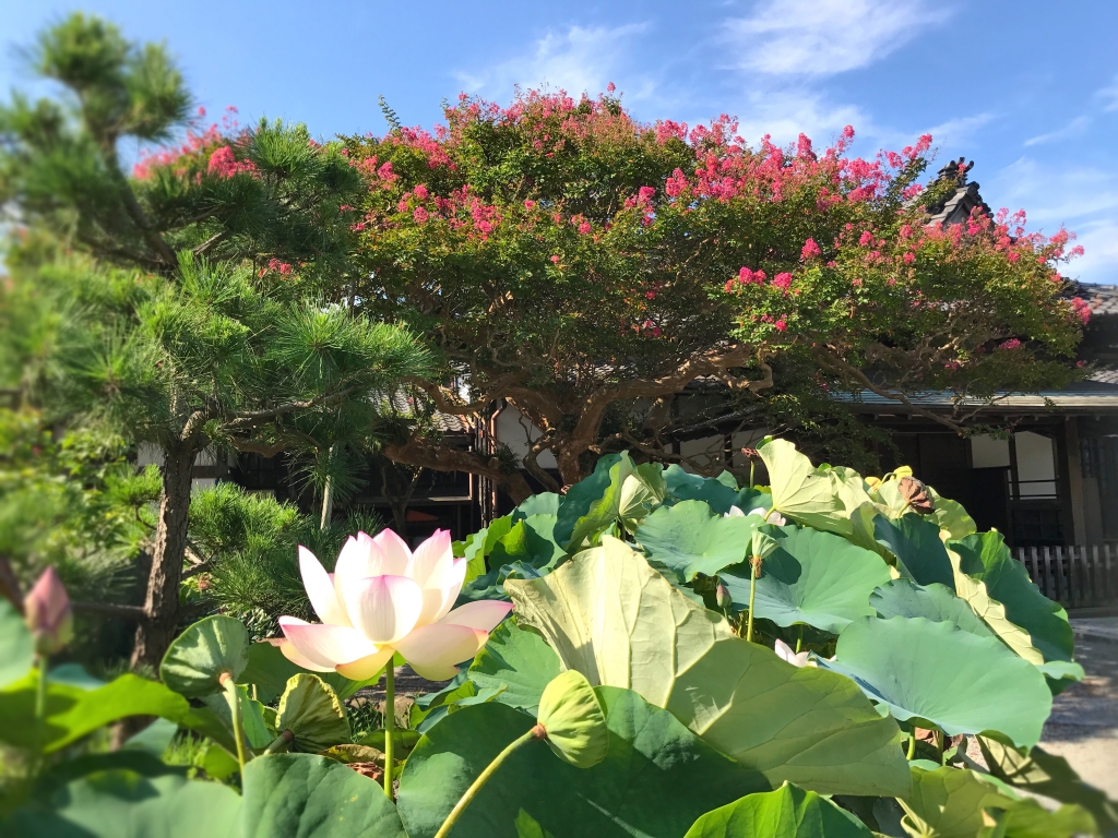 Crape myrtle tree and lotus flowers at Hongakuji Temple in Kamakura