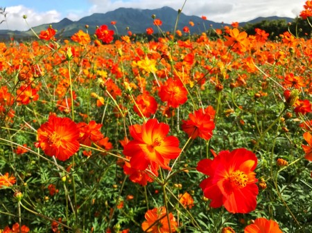 Yellow cosmos in Hanano Miyako Koen park