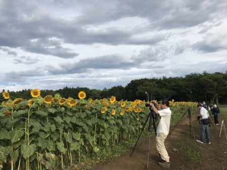 Mt.Fuji and sunflowers at Hanano Miyako Koen park