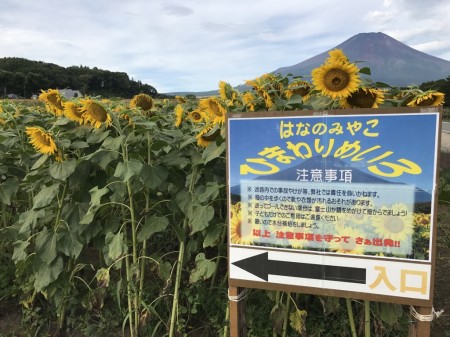 Mt.Fuji and sunflowers at Hanano Miyako Koen park