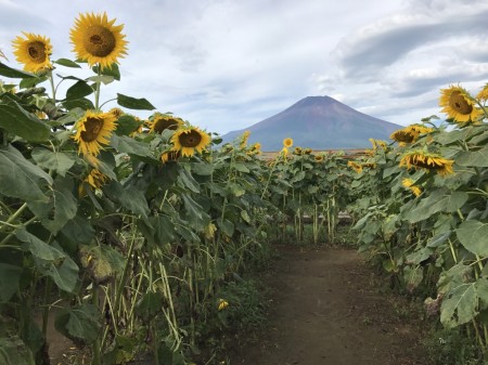 Mt.Fuji and sunflowers at Hanano Miyako Koen park