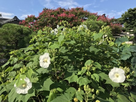 cotton rose and crape myrtle at Honagakuji temple in Kamakura