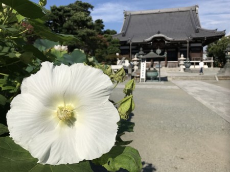 cotton rose at Honagakuji temple in Kamakura