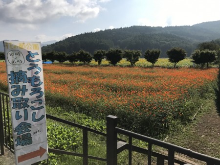 Yellow cosmos in Hanano Miyako Koen park