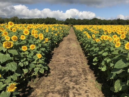 sunflowers near the 2nd gate of Hanano Miyako Koen park