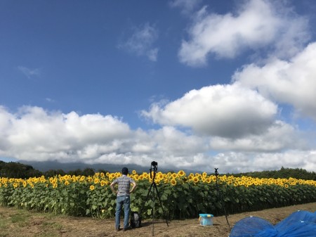 sunflowers near the 2nd gate of Hanano Miyako Koen park