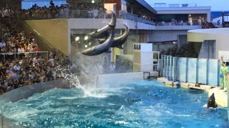 Night Wonder Aquarium in Shin Enoshima Aquarium