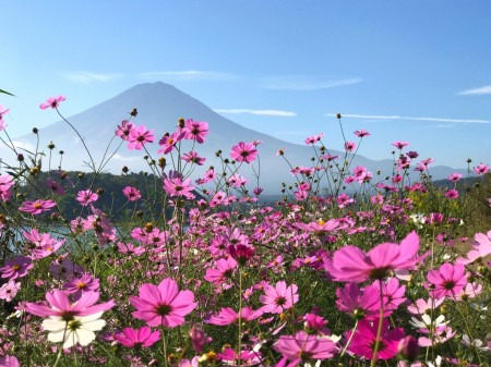 Cosmos flowers and Mount Fuji in lake Kawaguchiko