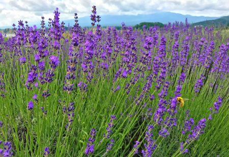 Kawaguchiko herb festival2018