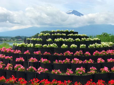 Mount Fuji at Kawaguchiko herb festival2018