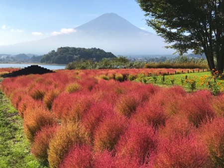 Autumn leave of Kokia balls in lake Kawaguchi