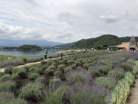 Kawaguchiko herb festival2018