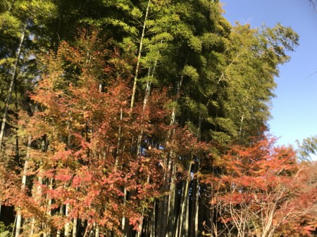 Autumn leaves and bamboo forest in Meigetsuin in Kamakura