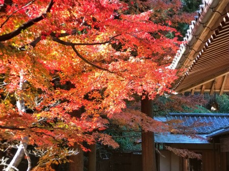 Autumn leaves at inner garden in Meigetsuin in Kamakura