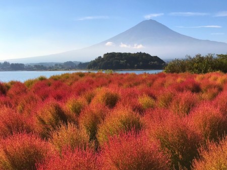 Autumn leave of Kokia balls in lake Kawaguchi