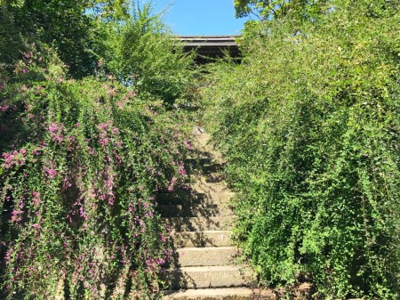 Japanese bush clover at Kaizo-ji temple in Kamakura