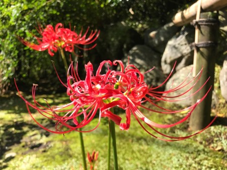 Red spider lily at Kaizo-ji temple in Kamakura