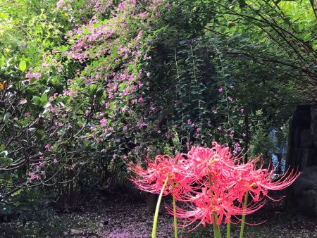 Red spider lily in Kaizo-ji temple