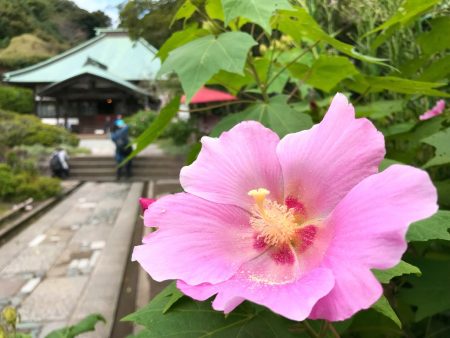 Cotton rose in Kaizo-ji temple