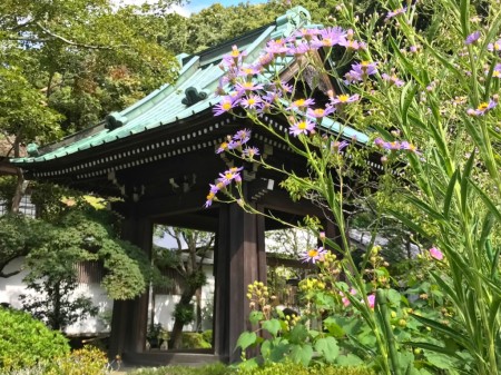 Belfry and Shion flower at Kaizo-ji temple in Kamakura