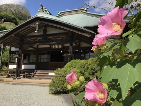 Cotton rose and main hall in Kaizo-ji temple in Kamakura