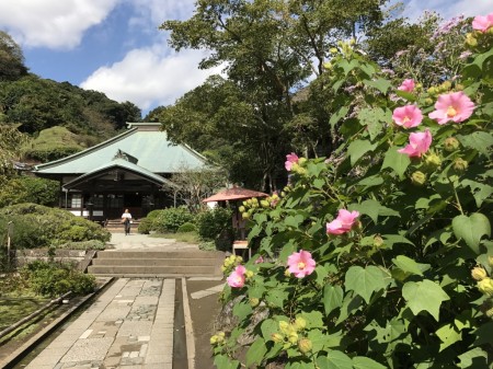 Cotton rose and main hall in Kaizo-ji temple in Kamakura