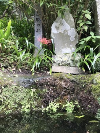 Red spider lily in Kaizo-ji temple