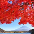 Autumn leaves and Mt.Fuji at Lake Shojiko