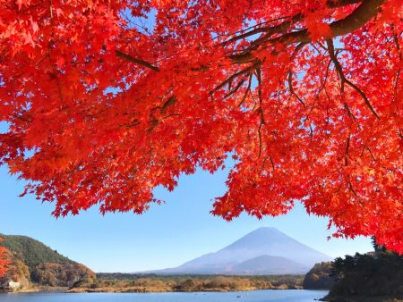 Autumn leaves and Mount Fuji at the lake Shojiko