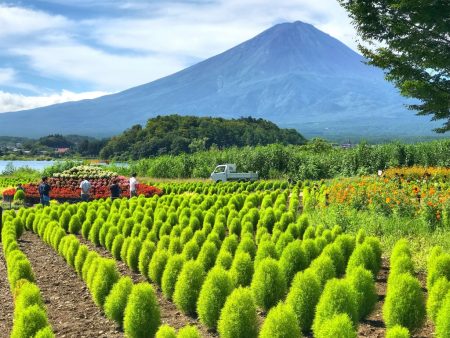 kochia balls and Mt.Fuji 