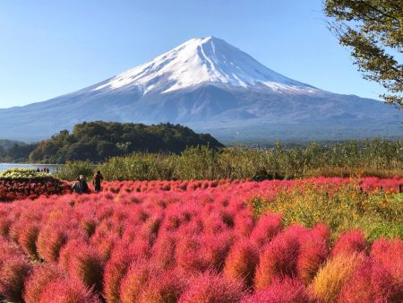 autumn leaves of kochia balls and Mt.Fuji 