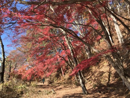 Momiji tunnel