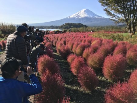 autumn leaves of kochia balls and Mt.Fuji 