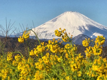 field mustard and Mt.Fuji at Azumayama Park