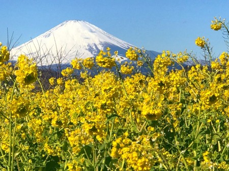 field mustard and Mt.Fuji at Azumayama Park