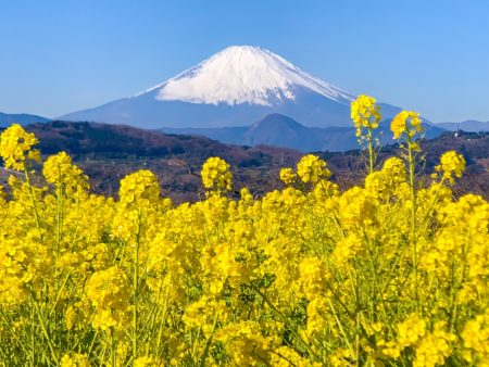 field mustard and Mt.Fuji at Azumayama Park in Ninomiya city