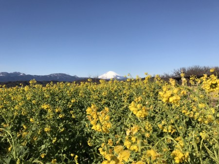 field mustard and Mt.Fuji at Azumayama Park