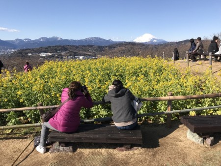 field mustard and Mt.Fuji at Azumayama Park